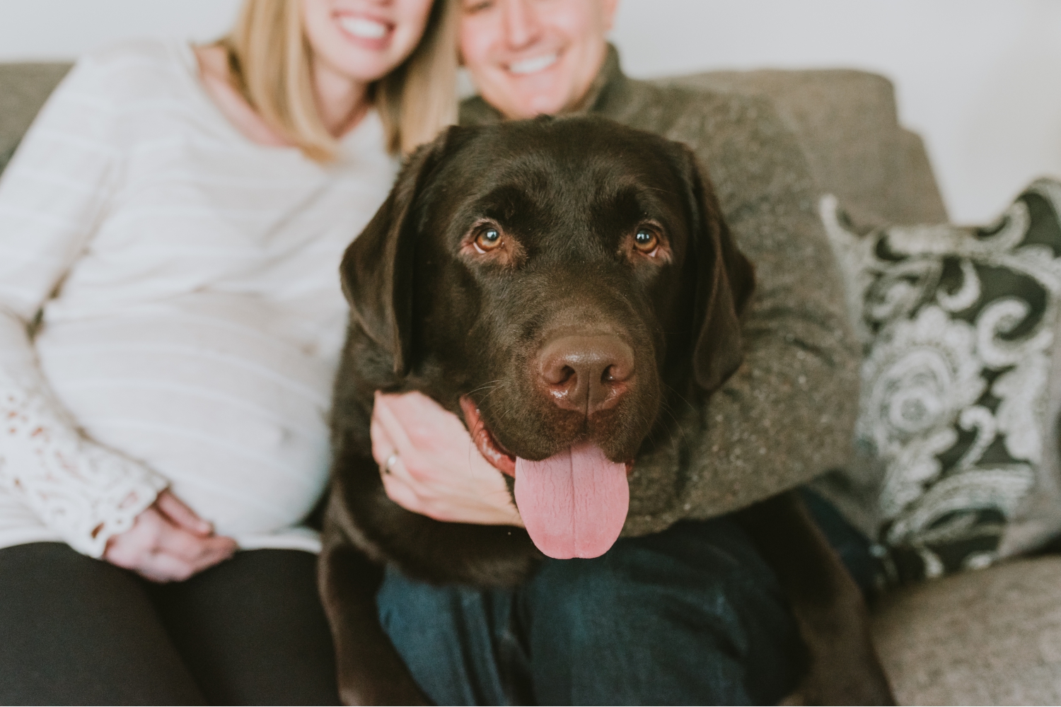 Chocolate Lab Couple's First Baby