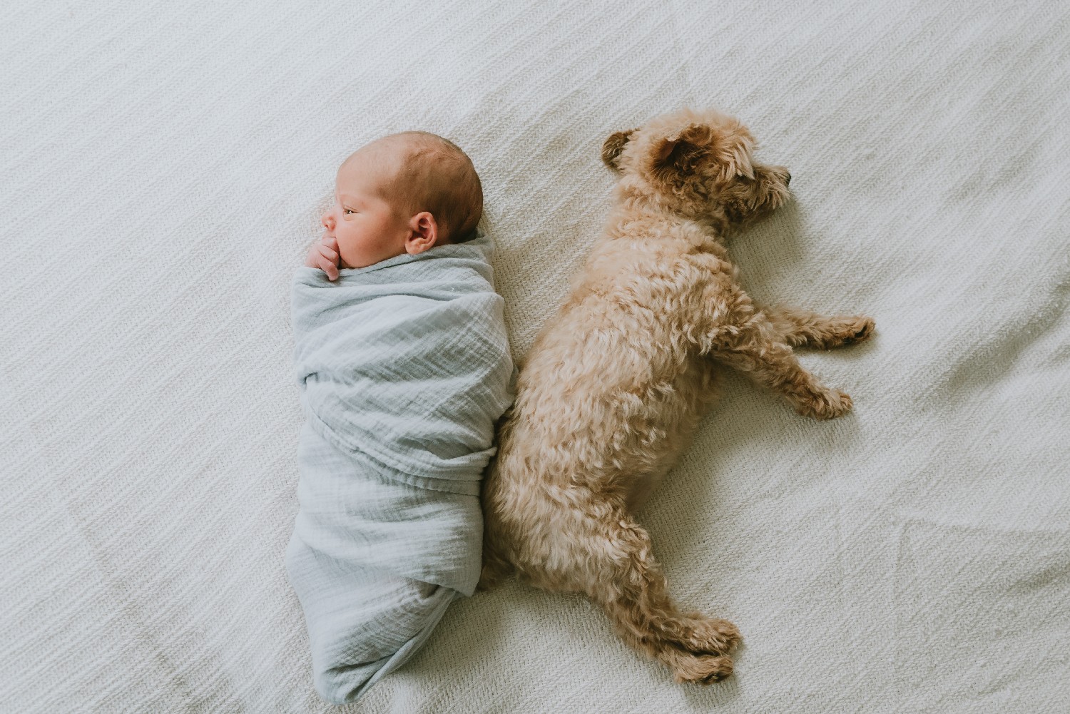 Newborn Baby Boy and Dog Monmouth County New Jersey