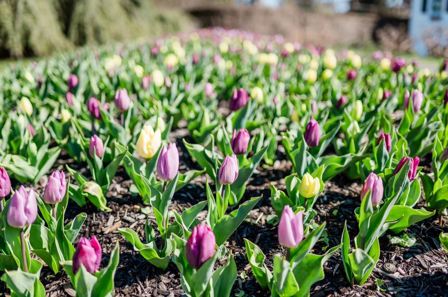 Chased my kids around Deep Cut Gardens yesterday. There are still a few weeks until it's at peak Spring beauty but we loved spotting all the signs of early Spring... including the wind. I thought March was supposed to go out as a lamb!

#njmom #njmom