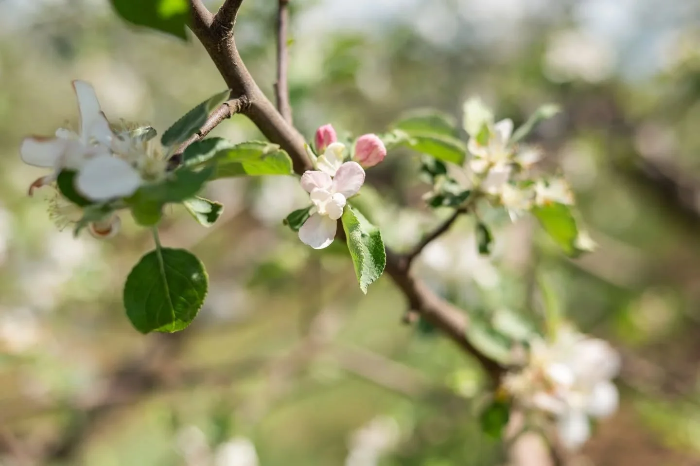 I have two spots left for my Apple Blossom Mini Sessions! The flowers have popped and I am crossing my fingers they stay and that the weather holds up. Nature is teaching me patience, trust in letting go of control and the power of the pivot. If you'