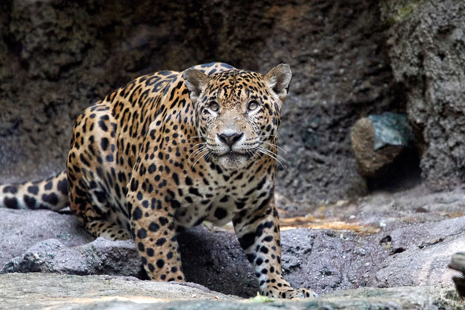 Jaguar.jpg