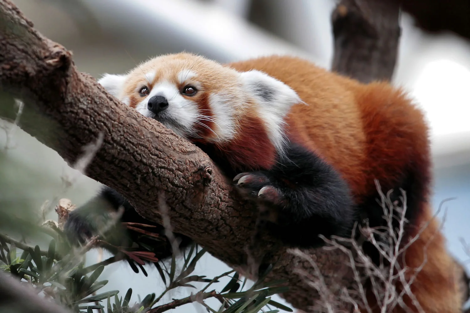 redpanda.jpg