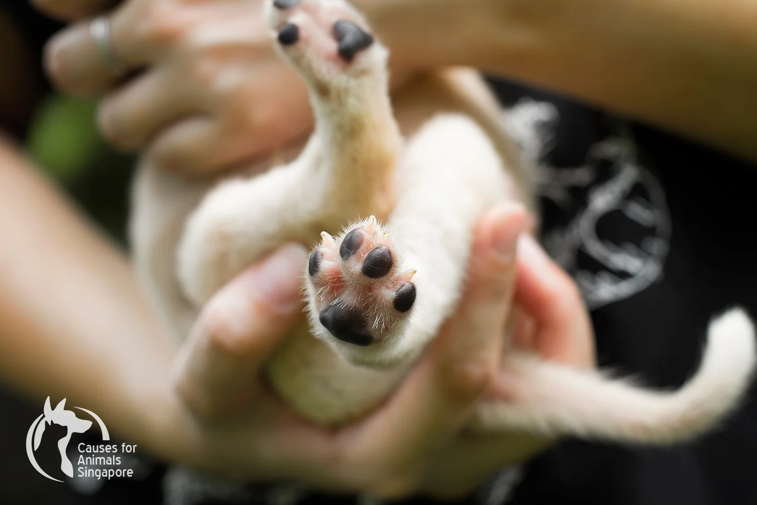 Puppy-03_03.jpg