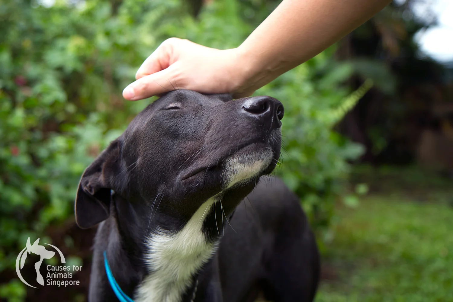 Black-Dog_04.jpg