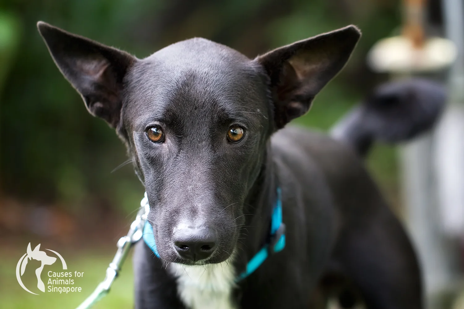 Black-Dog_01.jpg
