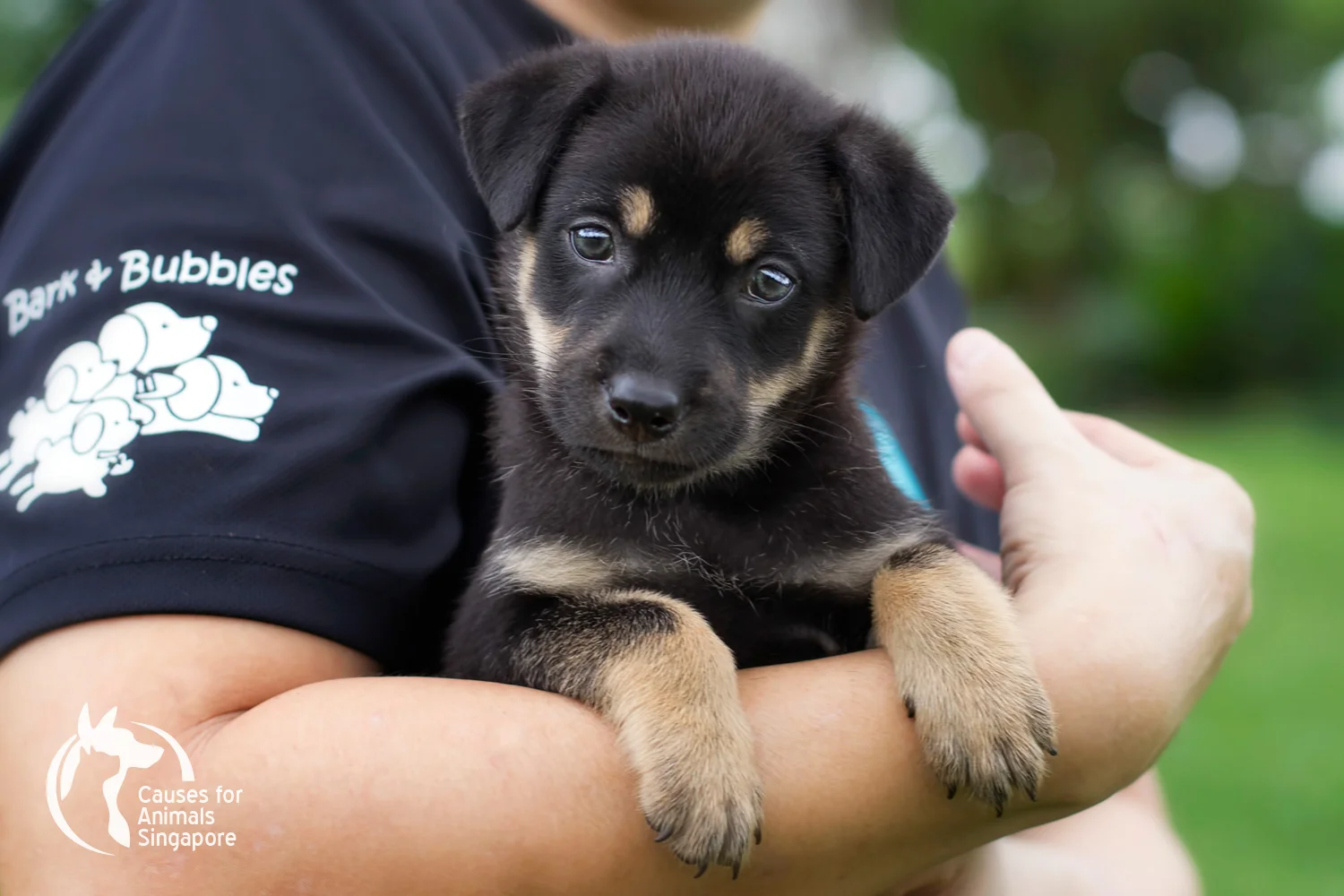 Puppy_03.1.jpg