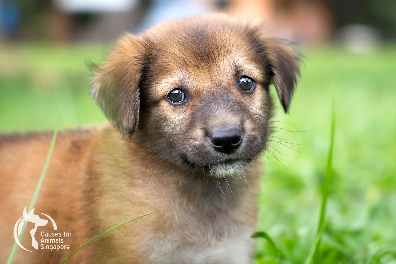 Puppy_04.4.jpg