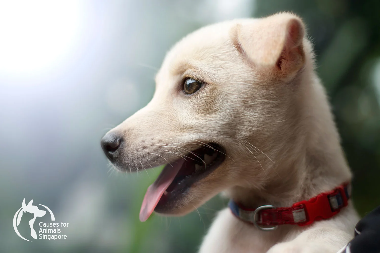 Puppy-1_03.jpg