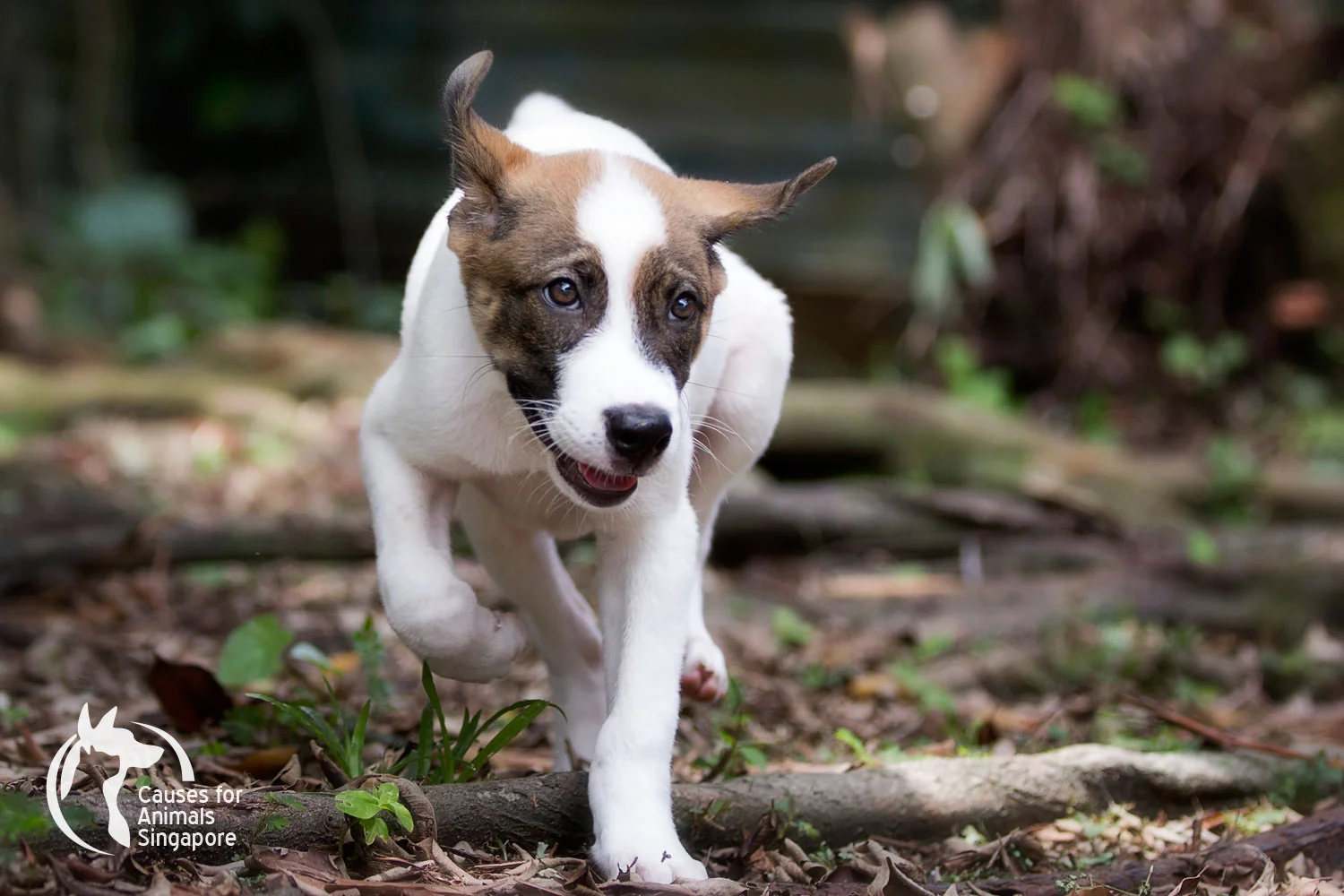 Puppy-4_04.jpg