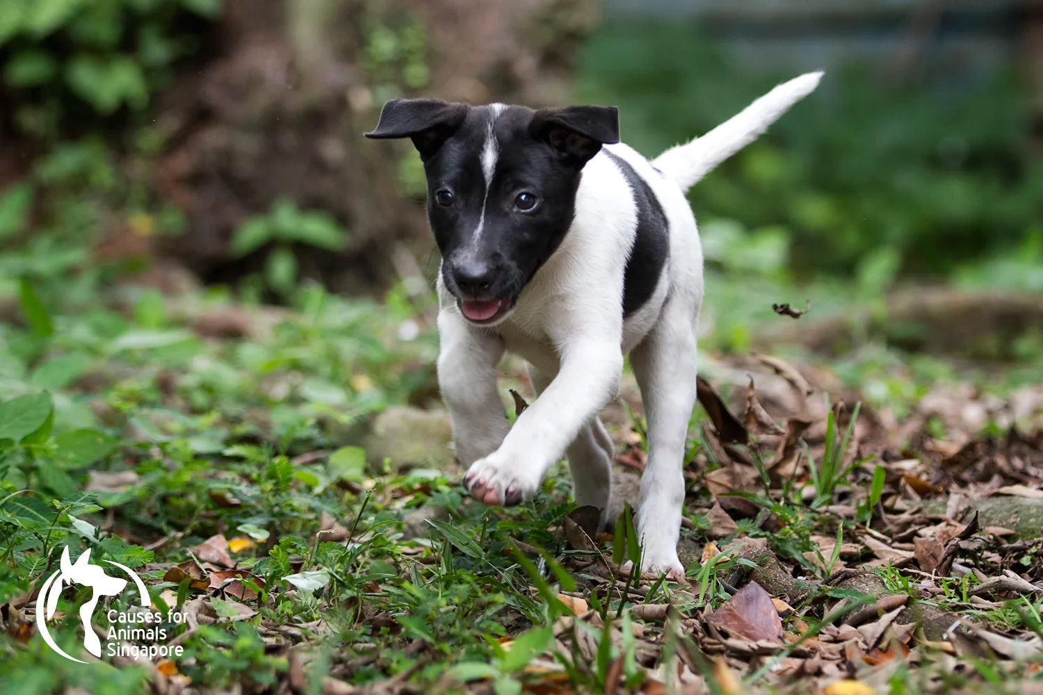 Puppy-03_04.jpg