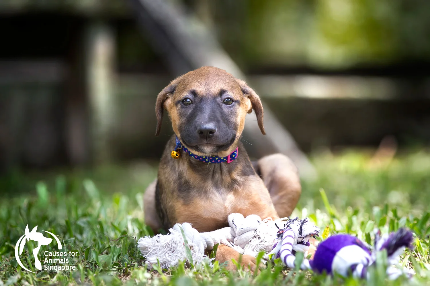 Puppy-03_04.jpg