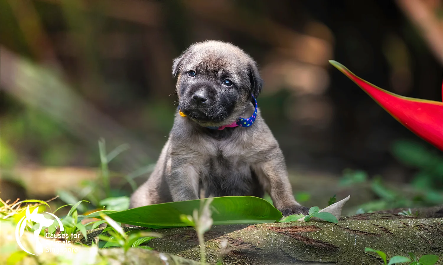 Puppy-1_04.jpg