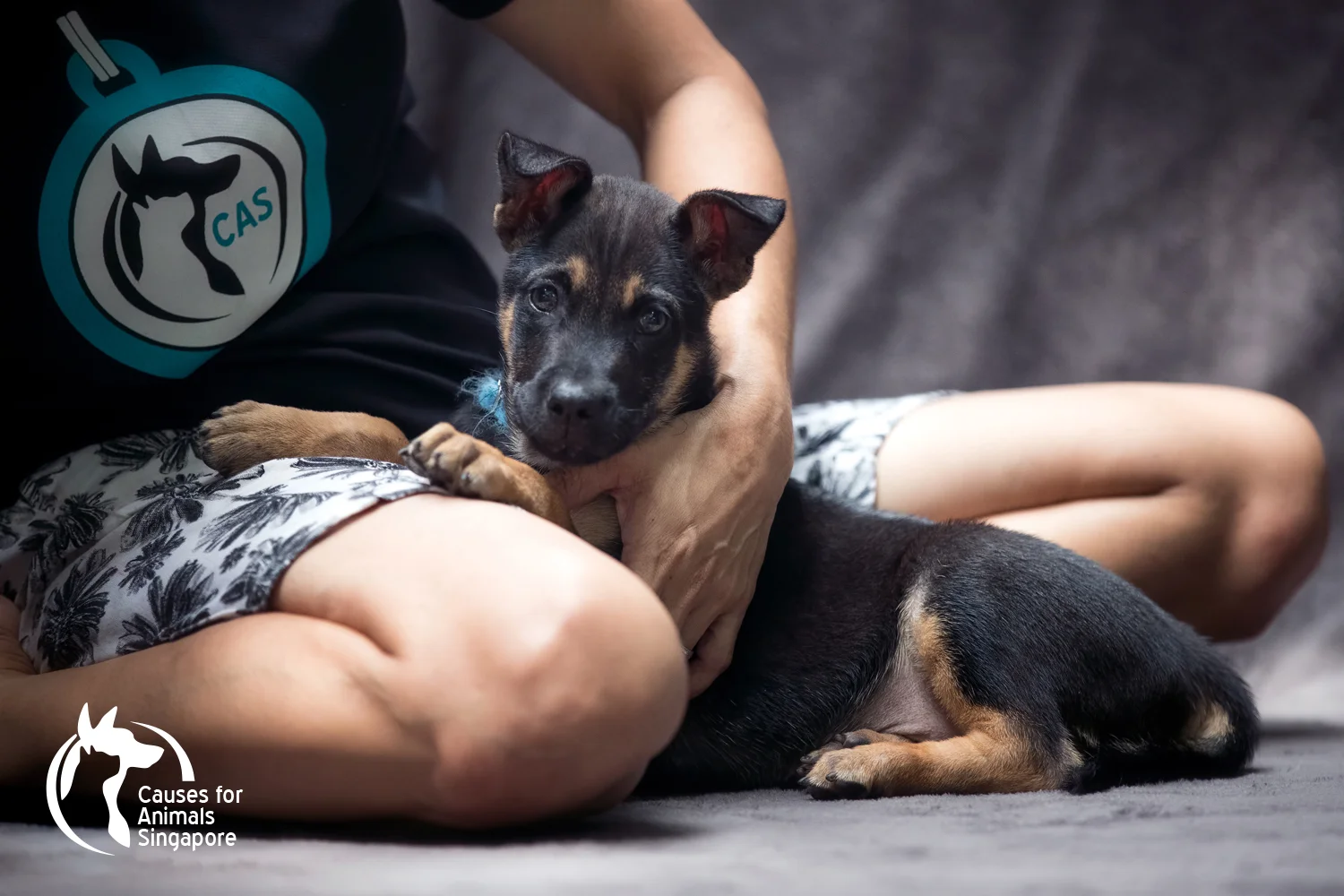 Puppy01_02.jpg