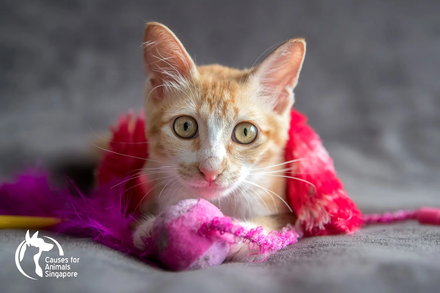 Ginger_01.jpg