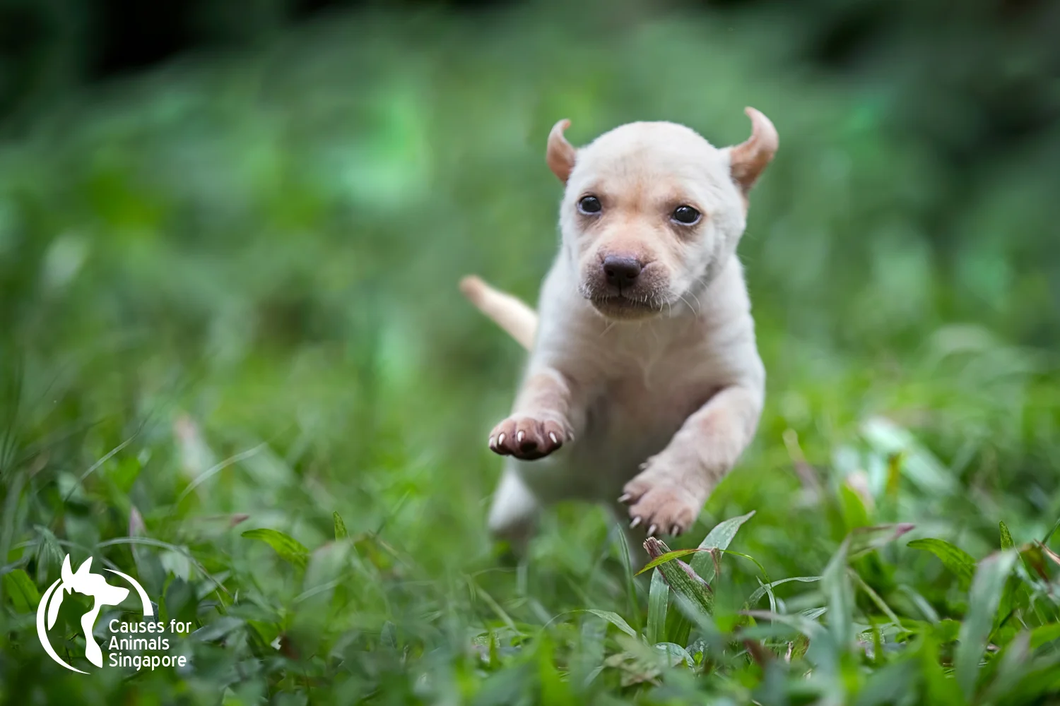 Puppy-FD.jpg
