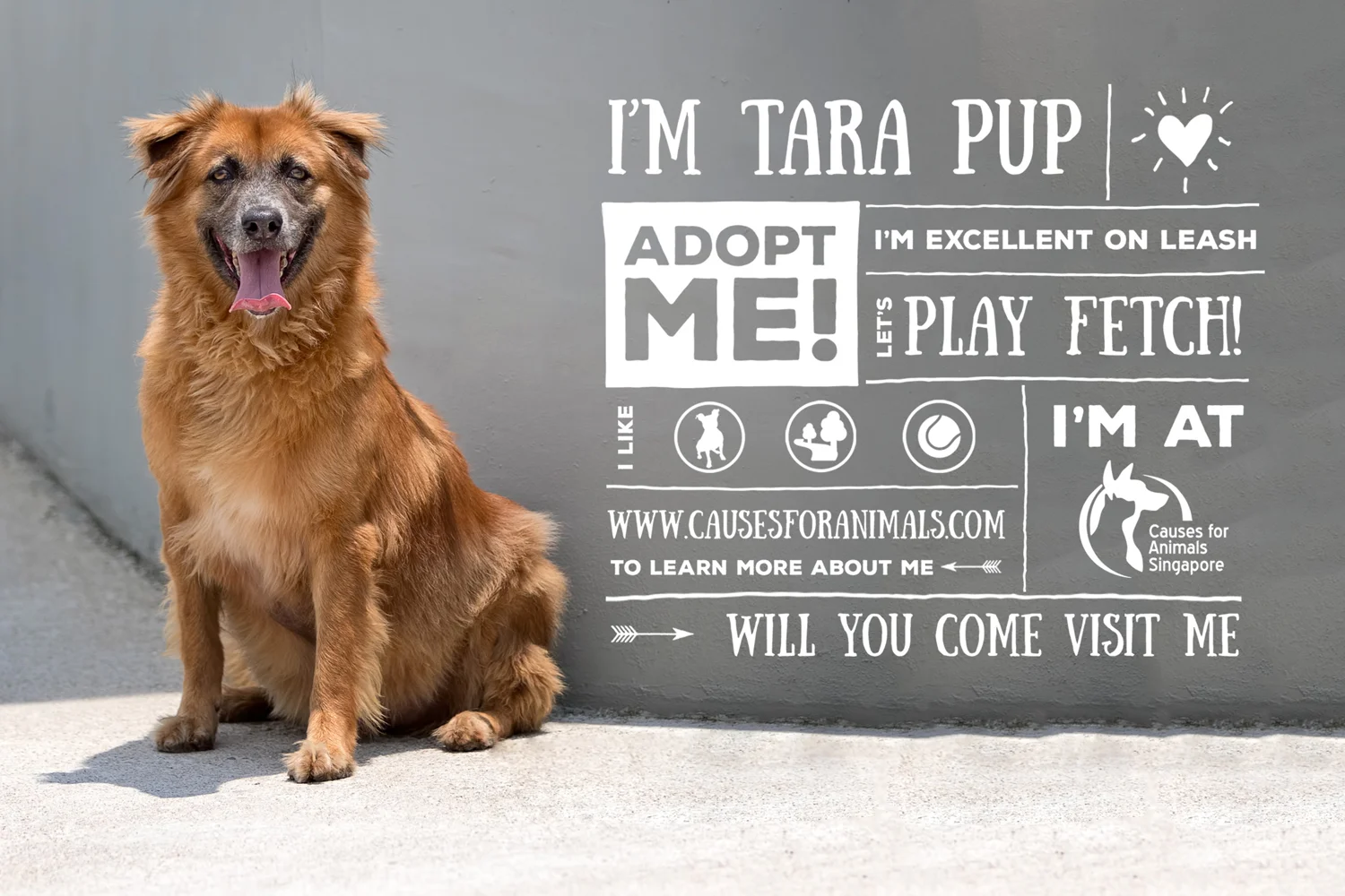 TaraPup.jpg