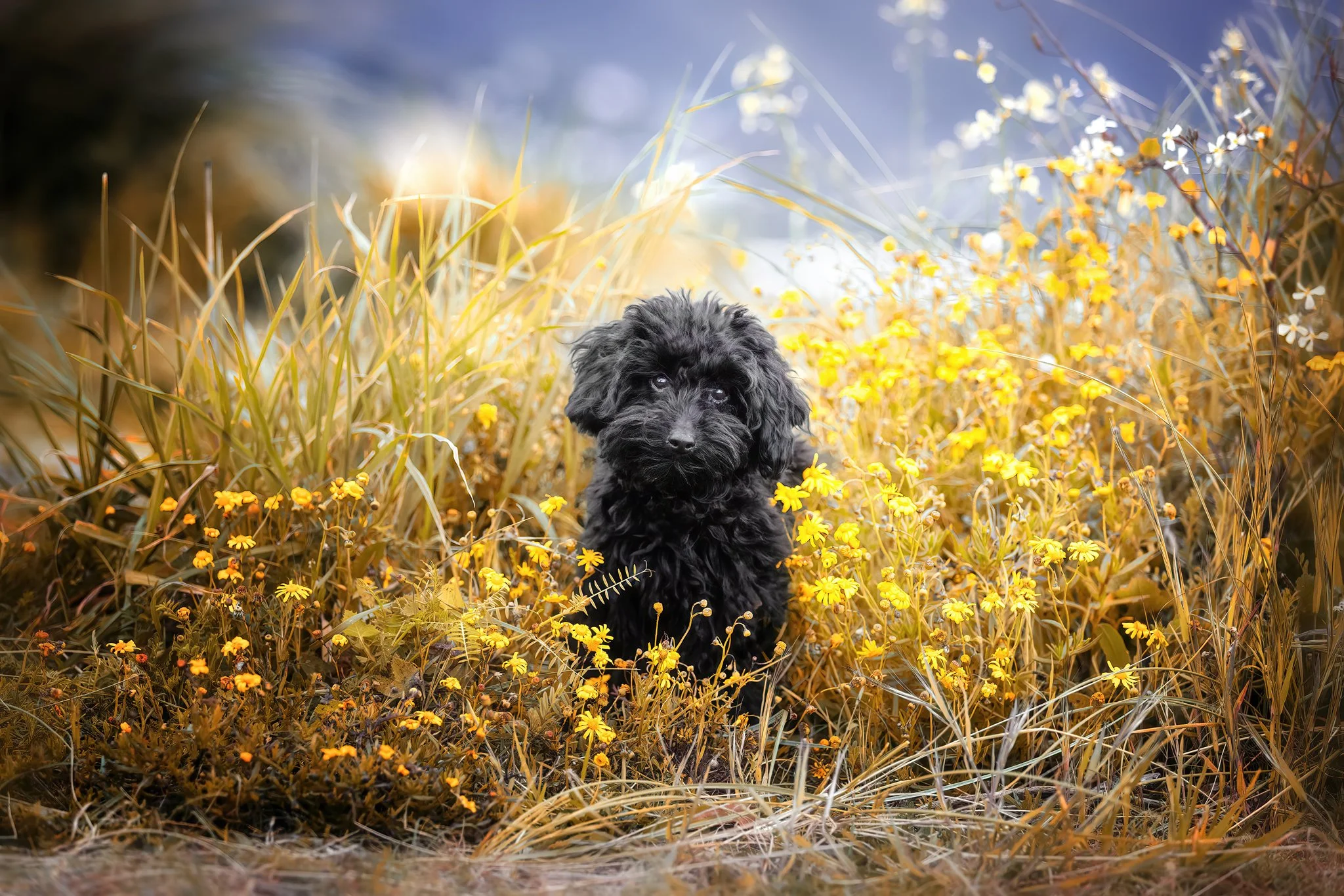 glennelvy.com.Baxter-01.jpg