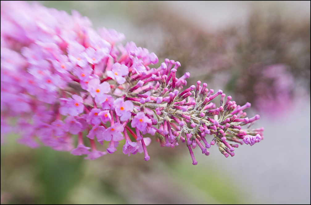Lensbaby-6.jpg