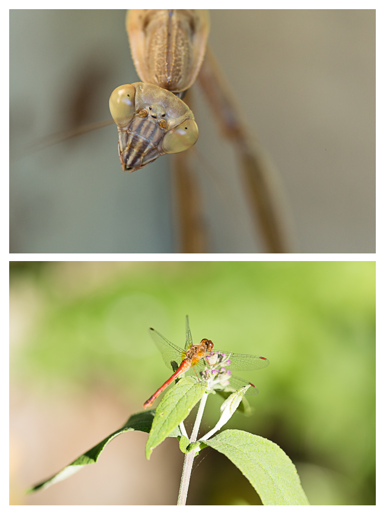 100mm macro blog 1.jpg