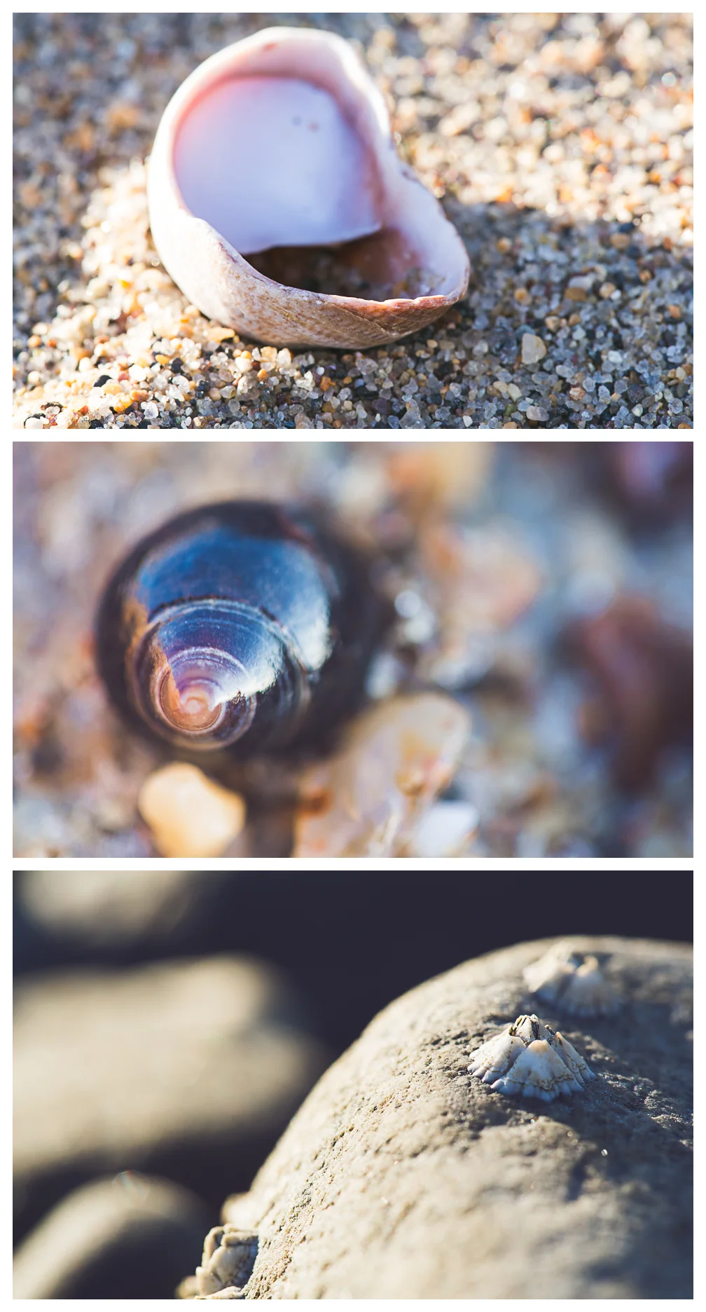 100mm macro blog 6.jpg