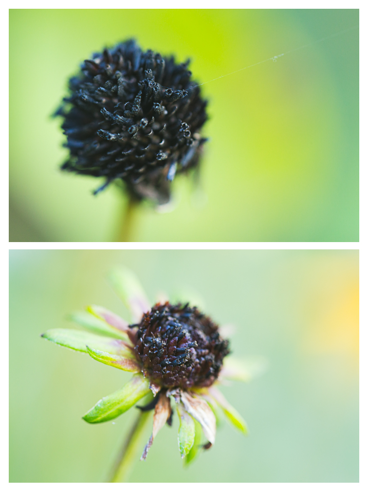100mm macro blog 8.jpg
