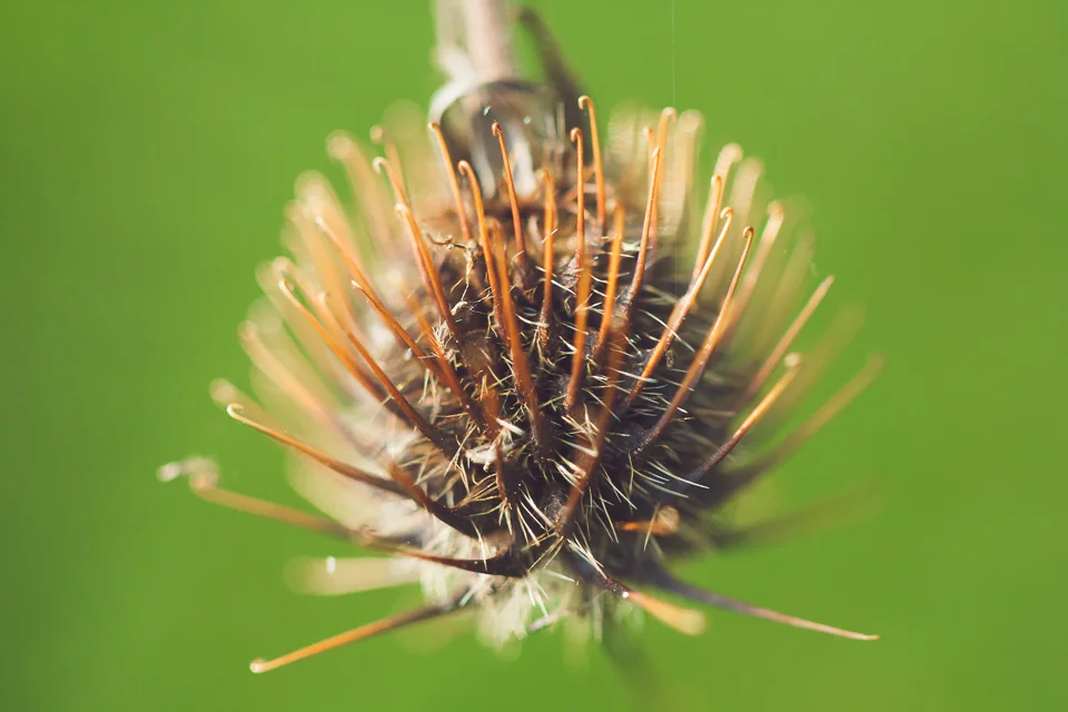 prickly.jpg