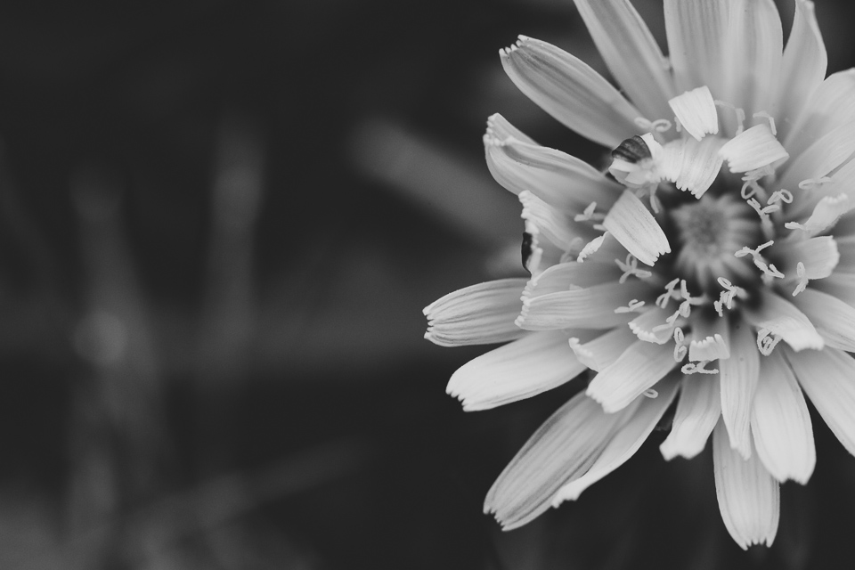 dandelion.jpg