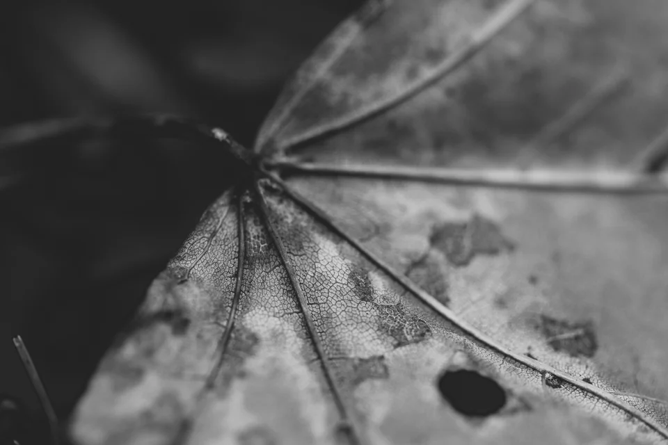 leaf 1.jpg
