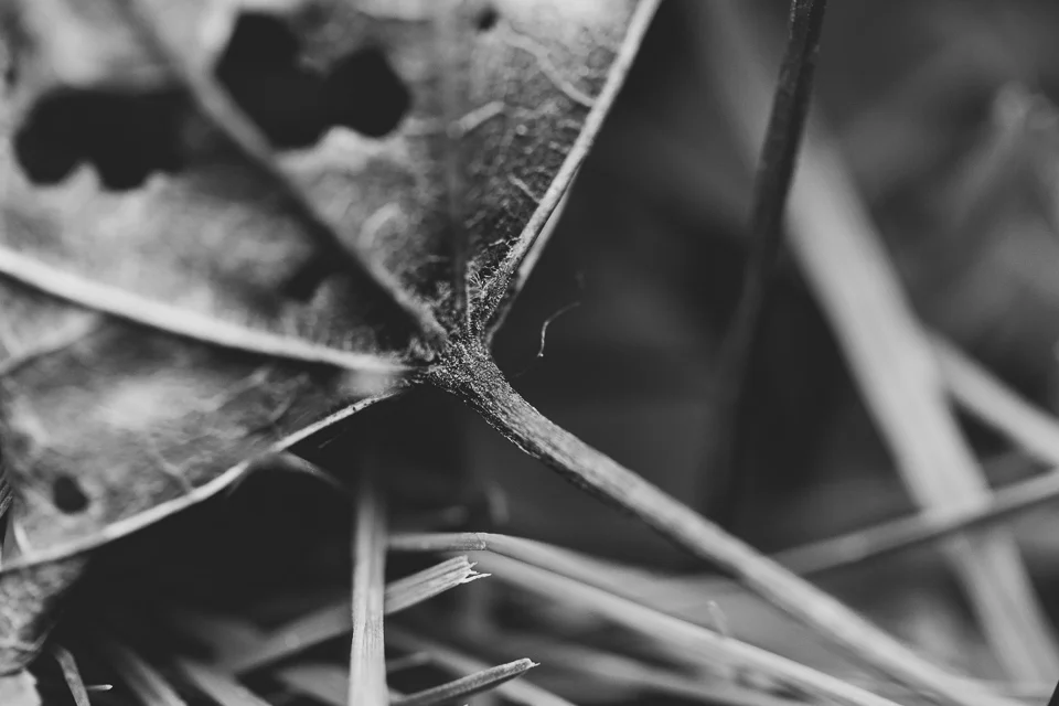 leaf 2.jpg