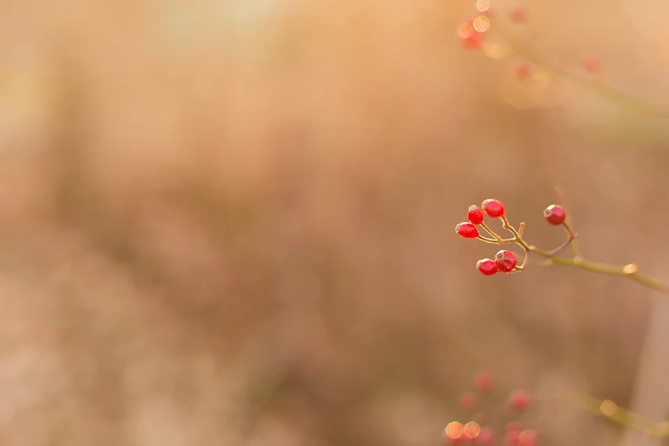Winter berries Wakefield RI fine art photographer.jpg