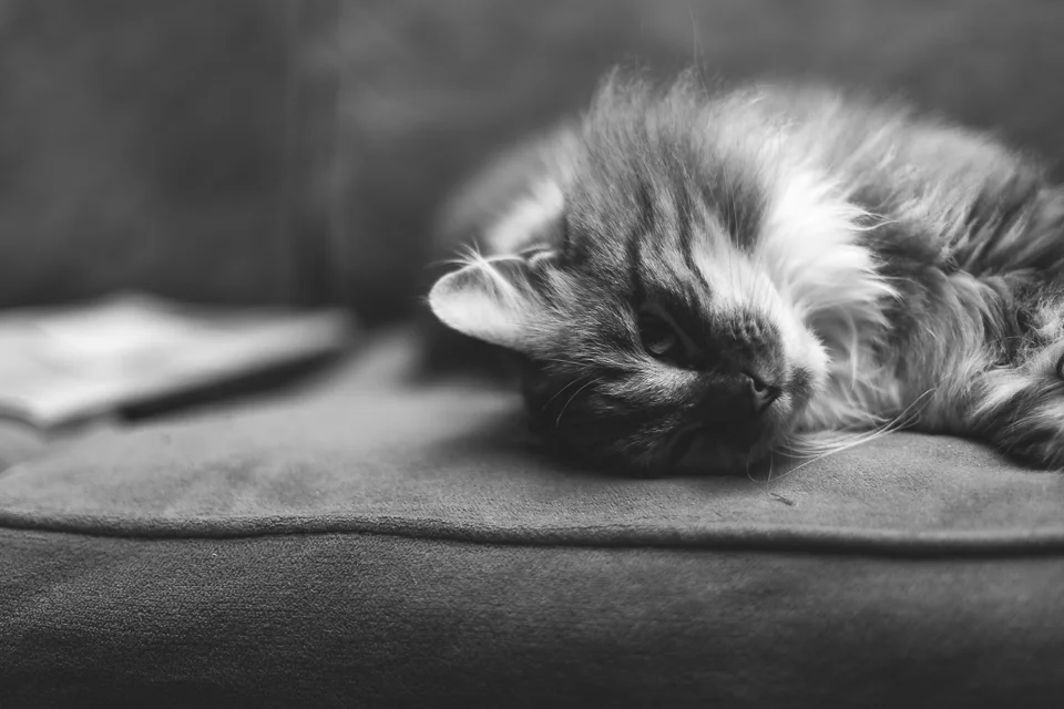 Reina cat Wakefield RI animal photographer-1.jpg