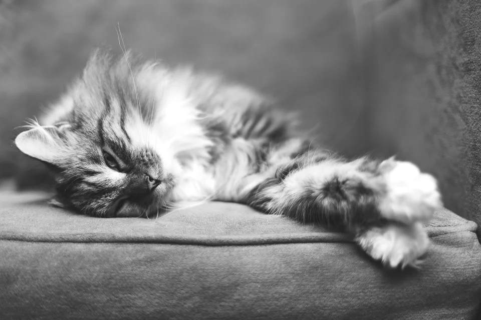 Reina cat Wakefield RI animal photographer-2.jpg