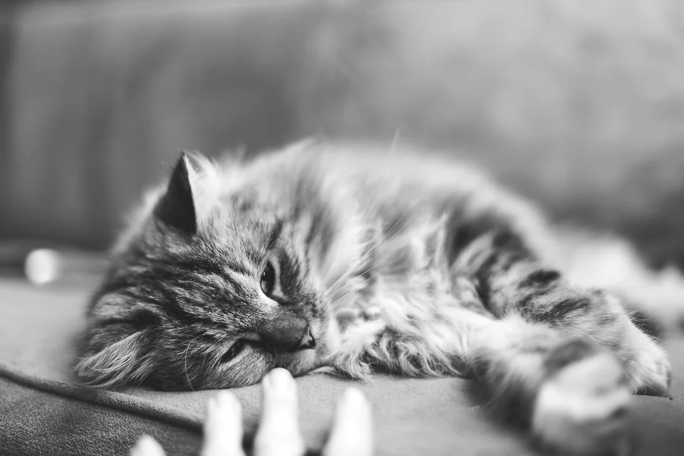 Reina cat Wakefield RI animal photographer-3.jpg