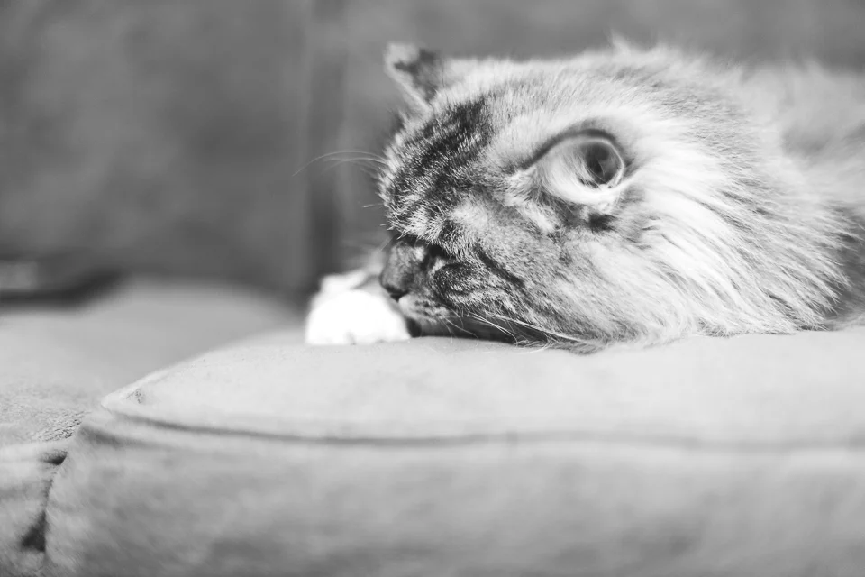 Reina cat Wakefield RI animal photographer-4.jpg