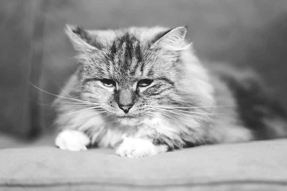 Reina cat Wakefield RI animal photographer-5.jpg