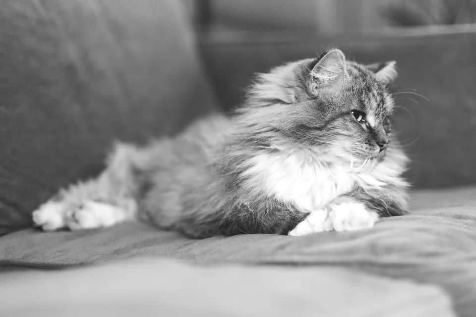 Reina cat Wakefield RI animal photographer-6.jpg