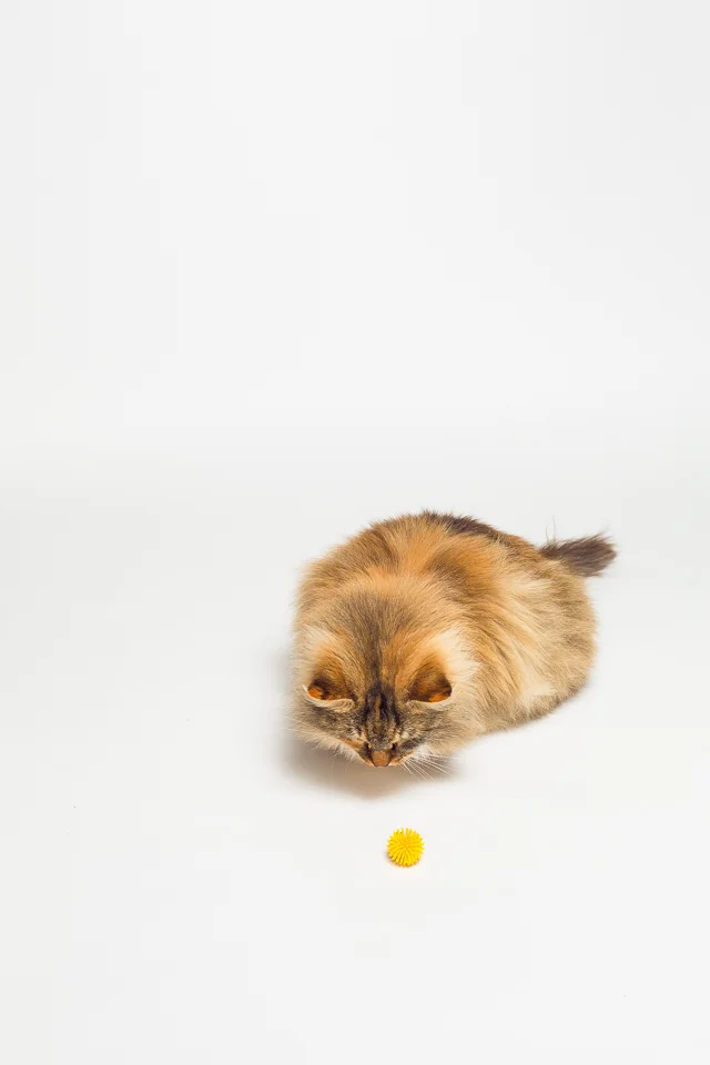 Reina Wakefield RI pet photographer-1.jpg