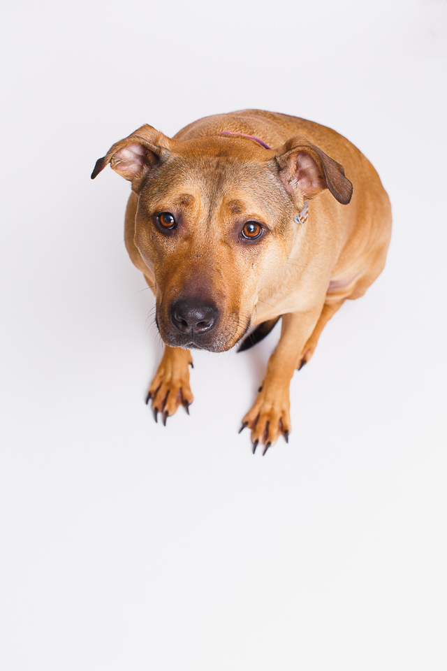 Wilma RI pet photographer shoot-2.jpg
