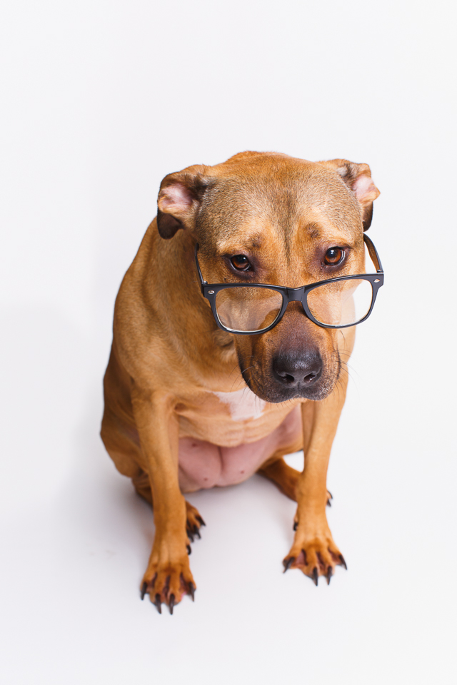 Wilma RI pet photographer shoot-5.jpg