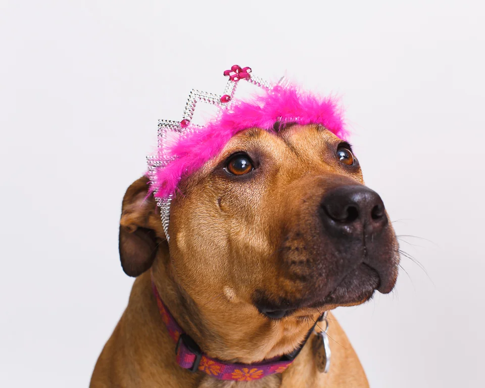 Wilma RI pet photographer shoot-4.jpg