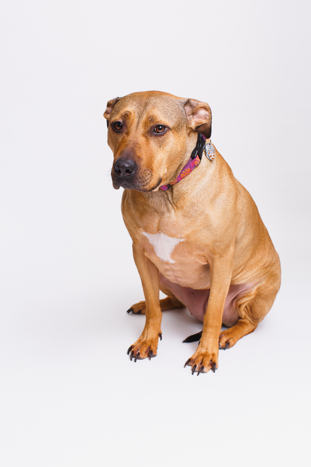 Wilma RI pet photographer shoot-1.jpg