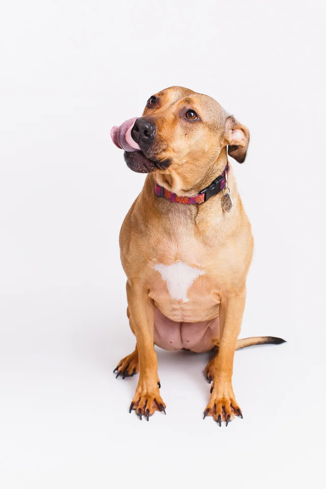 Wilma RI pet photographer shoot-3.jpg