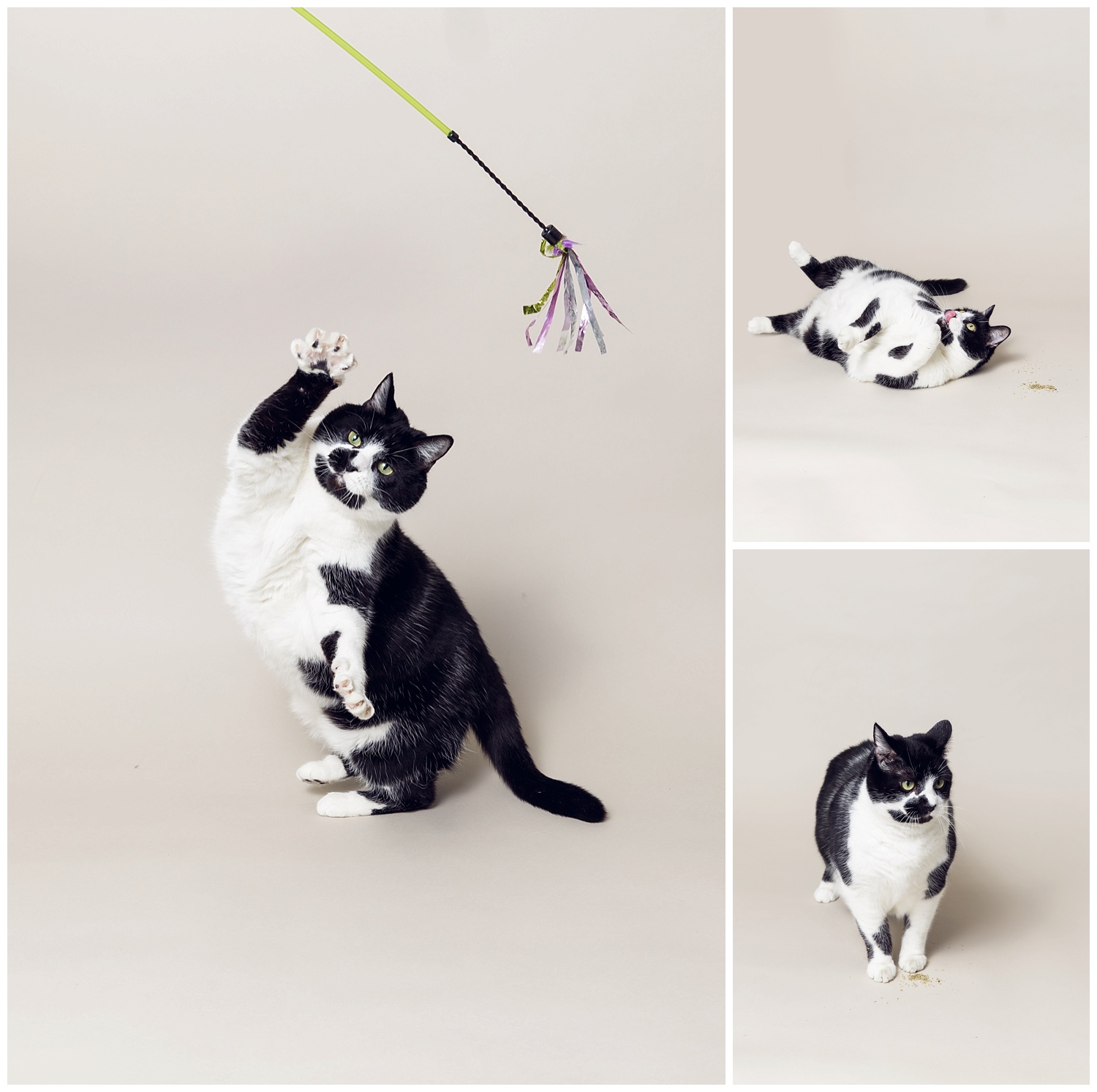 Amy Kristin Photography • Wakefield RI Pet Photographer