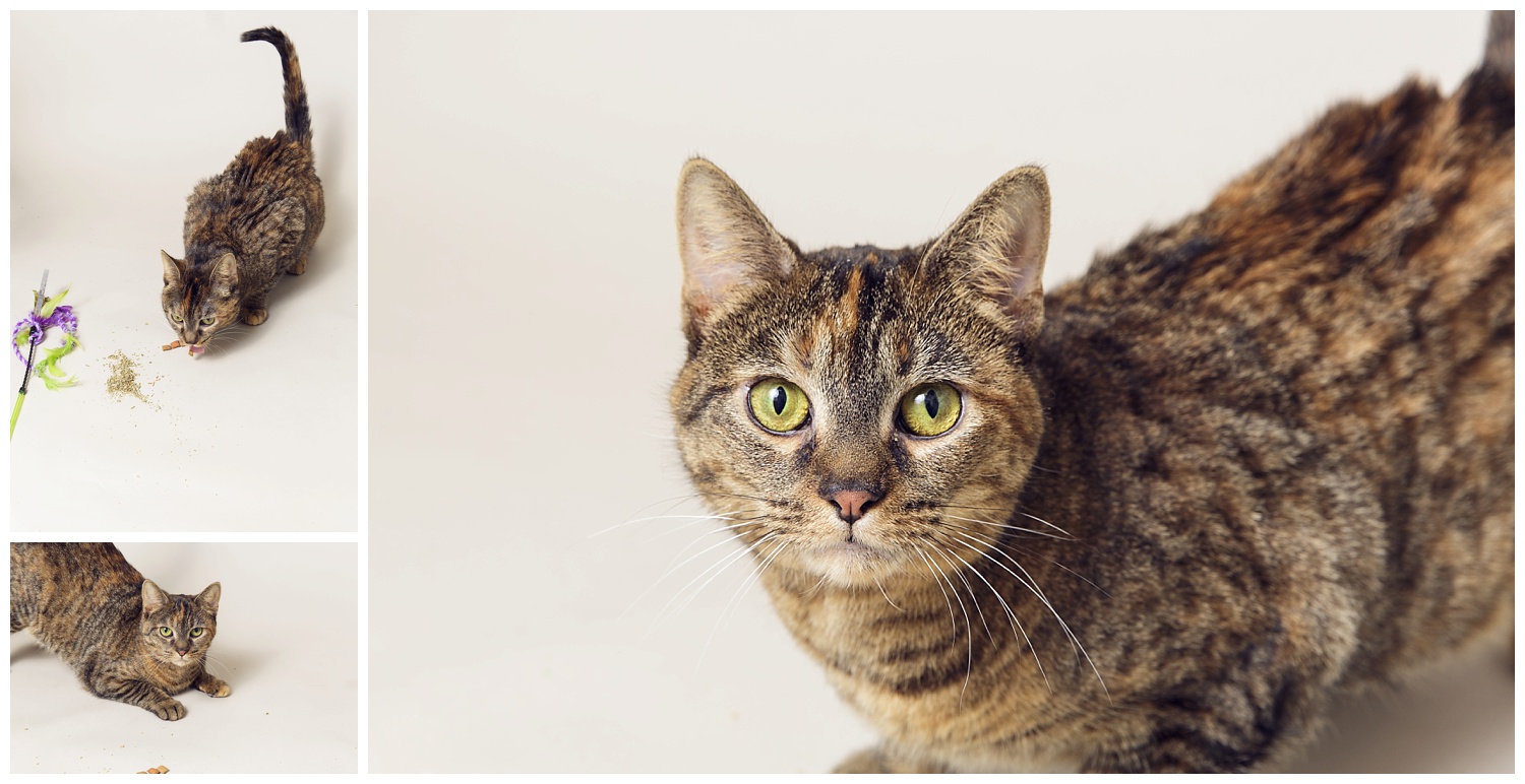 Amy Kristin Photography • Wakefield RI Pet Photographer