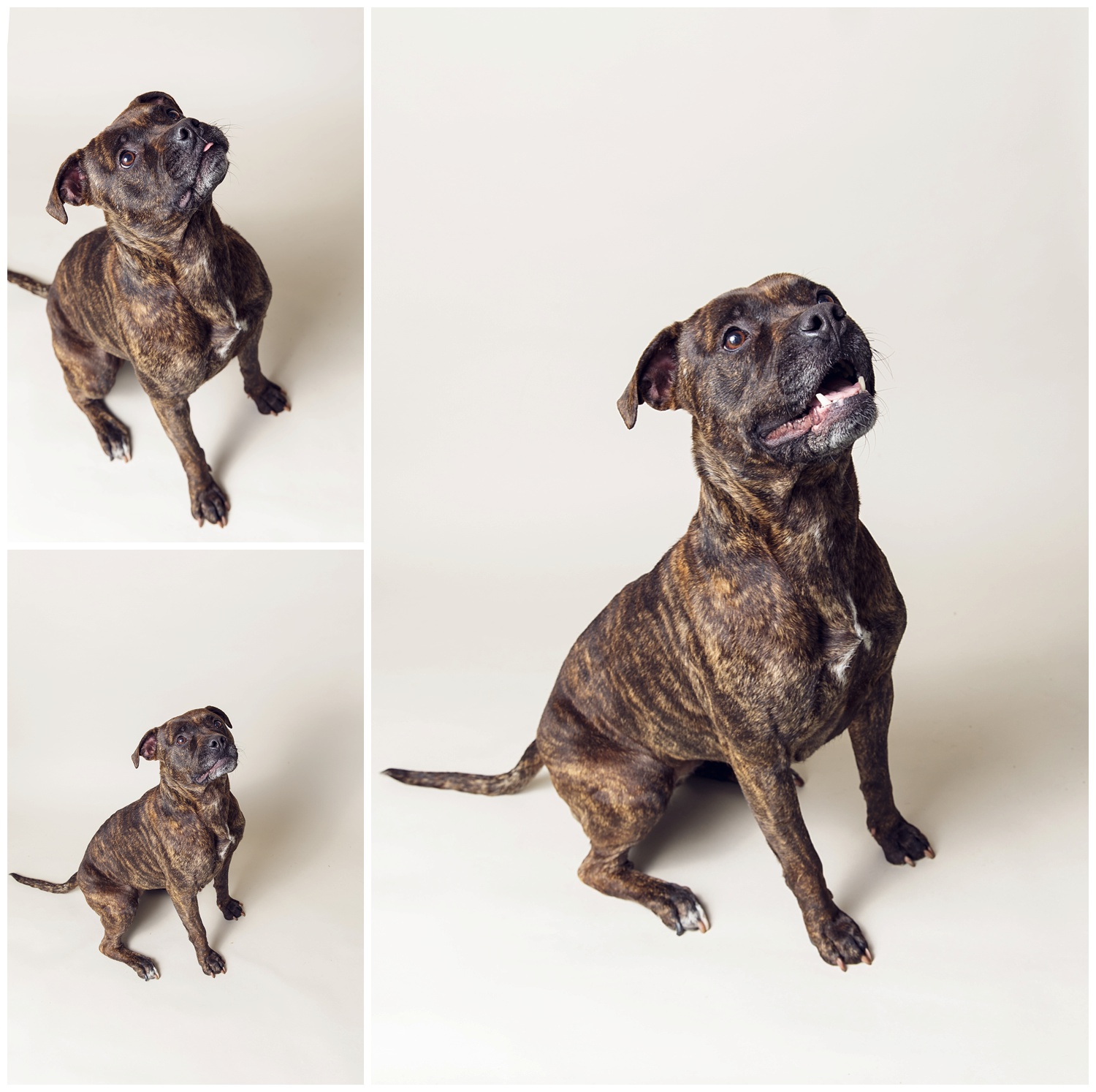 Amy Kristin Photography • Wakefield RI Pet Photographer