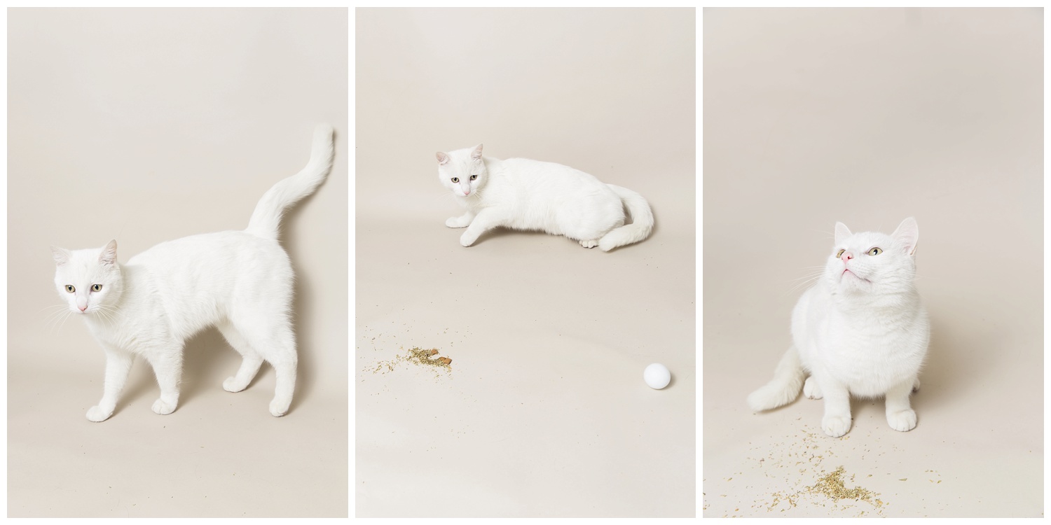 Amy Kristin Photography • Wakefield RI Pet Photographer
