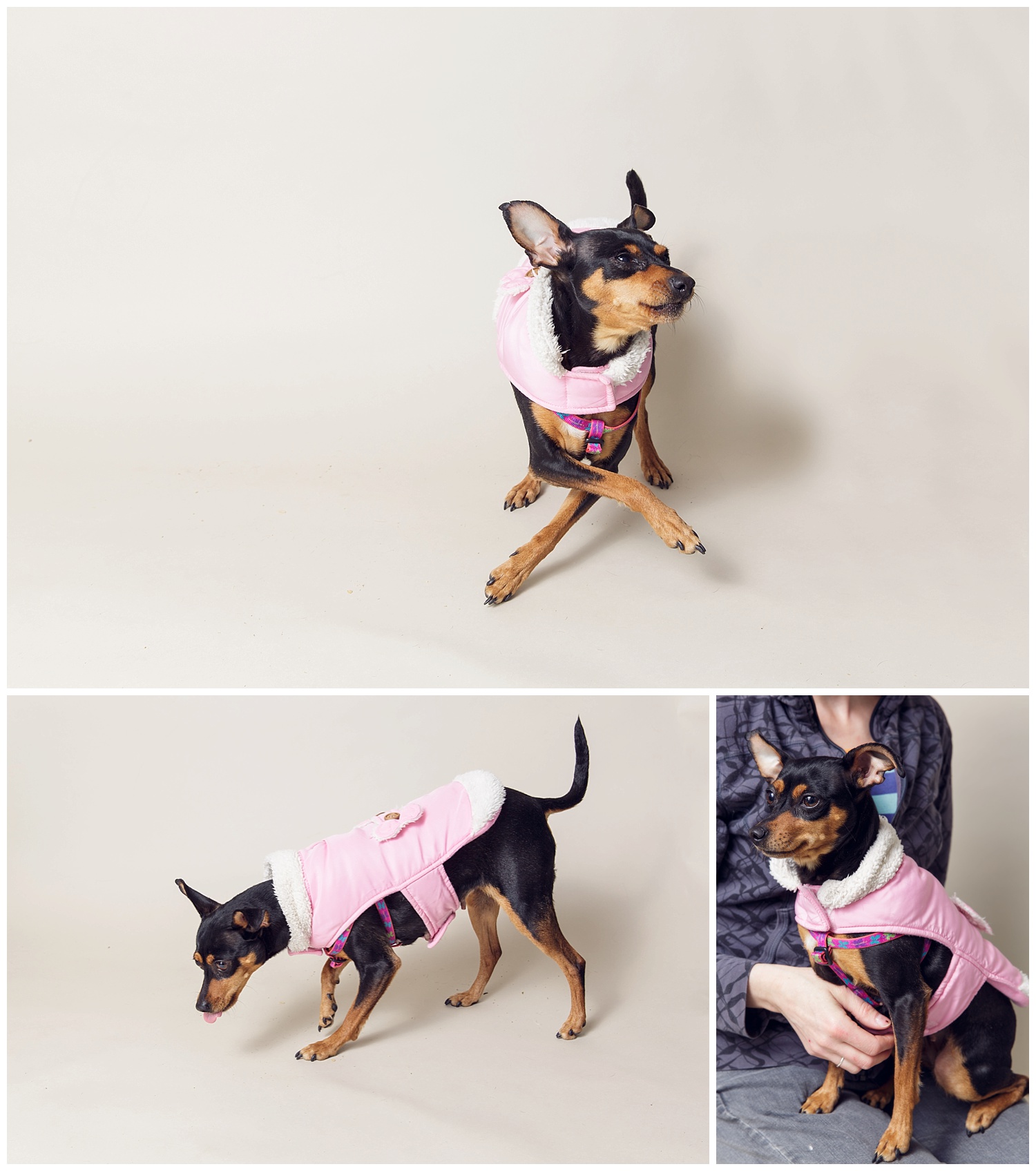 Amy Kristin Photography • Wakefield RI Pet Photographer