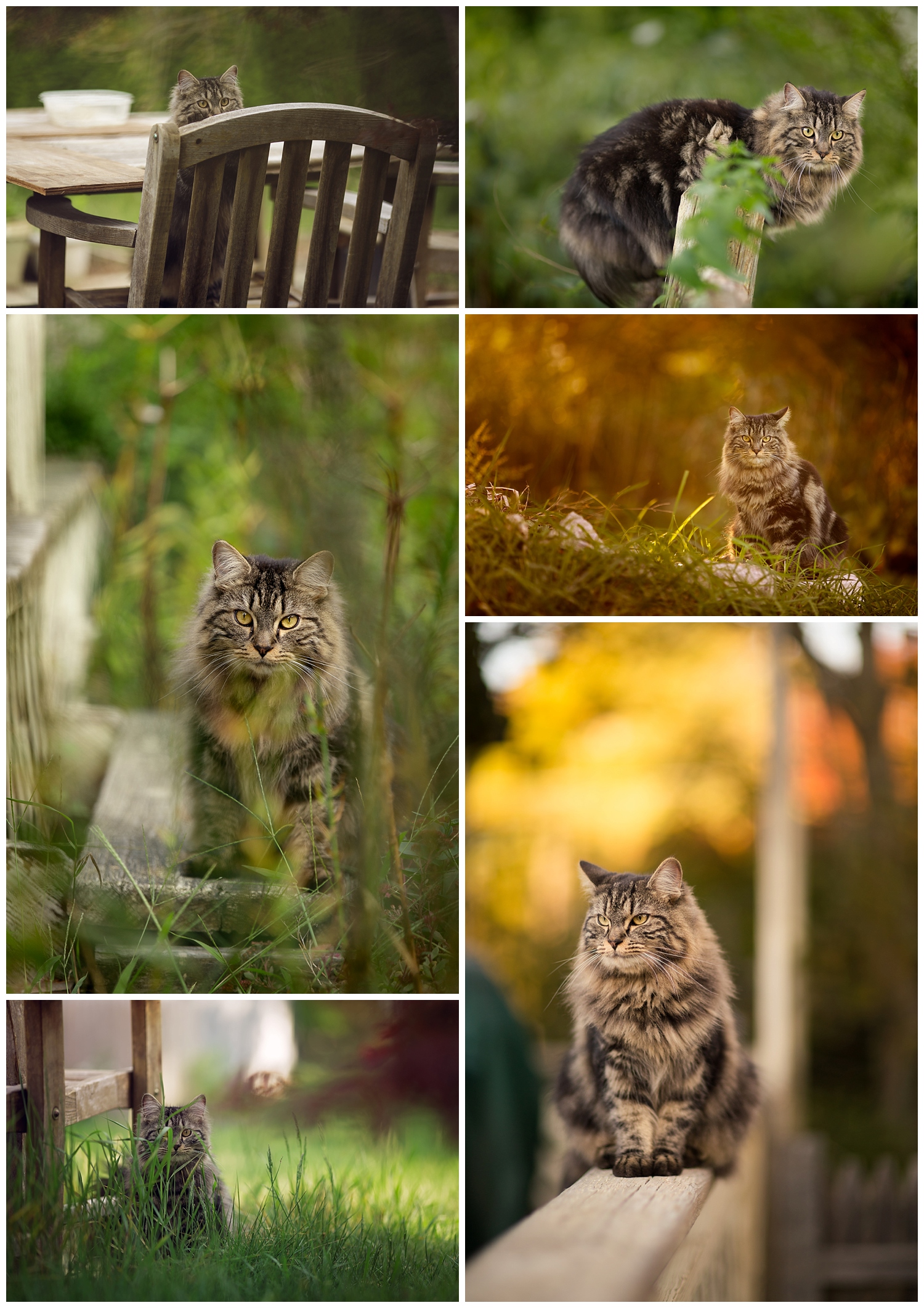 More often, he's avoiding me or giving me angry stares while I'm using a telephoto lens from afar.