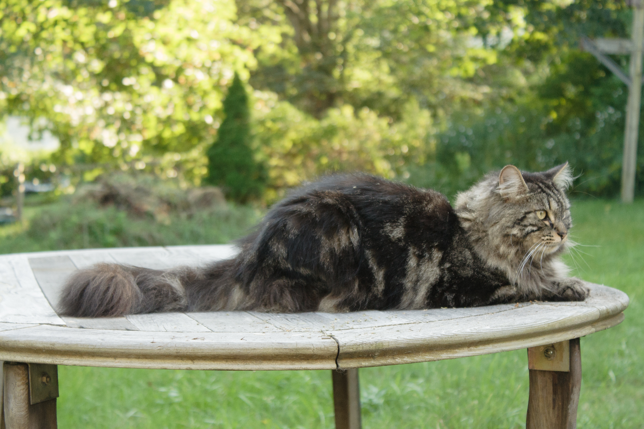 Maine Coon cat on patio table in RI