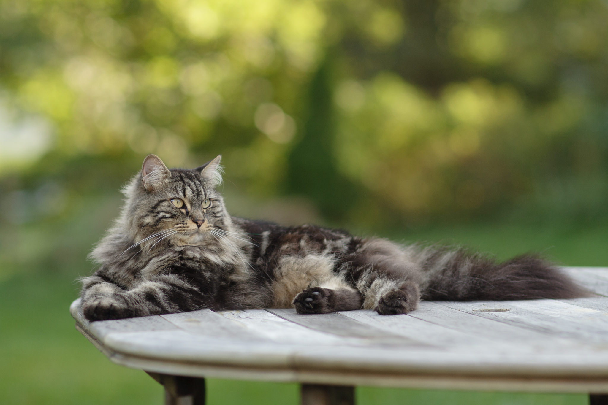 Maine Coon cat on table in RI, shot with 85mm lens